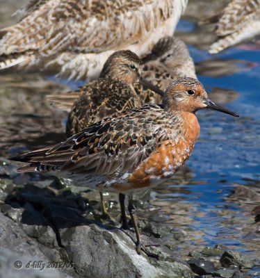 Red Knot