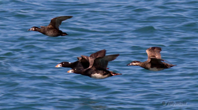 Scoters in flight