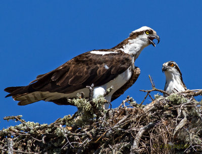 Osprey, mom & young