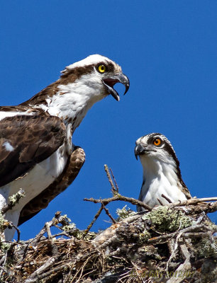 Osprey adult and juvenile