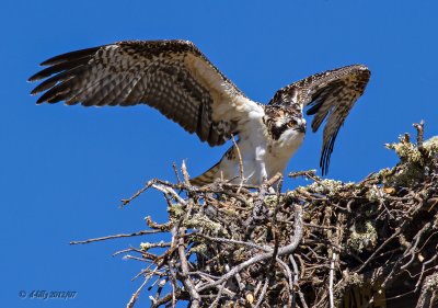 Osprey, juvenile