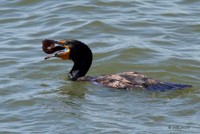 Pelagic Cormorant