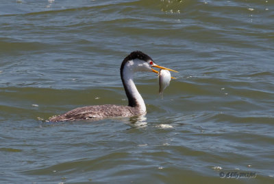 Clark's Grebe