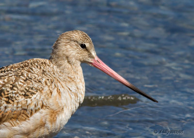 Marbled Godwit