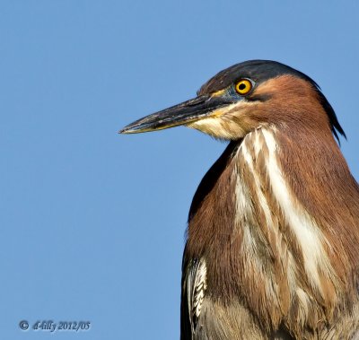 Green Heron portrait