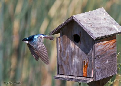 Tree Swallow