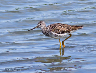 Lesser Yellowlegs