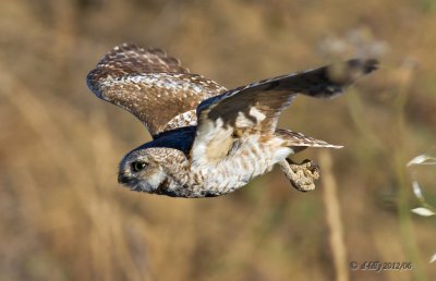 Burrowing Owl, in flight