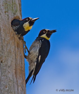 Acorn Woodpecker, nesting