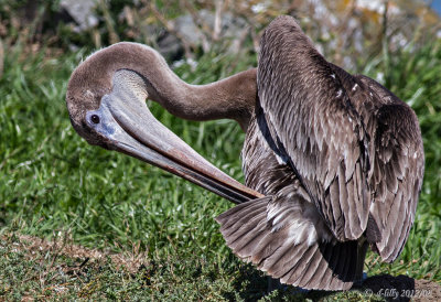 brown pelican