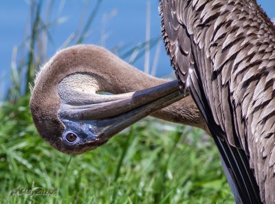 Brown Pelican portrait
