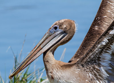 brown pelican portrait