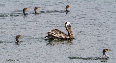 brown pelicans with cormorants