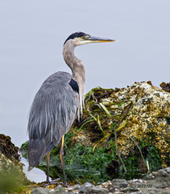 great blue heron