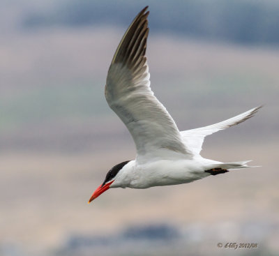 caspian tern