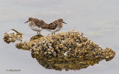 least sandpipers