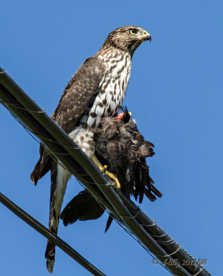 cooper's hawk