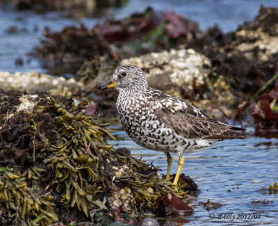 Surfbird