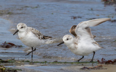 Sanderlings