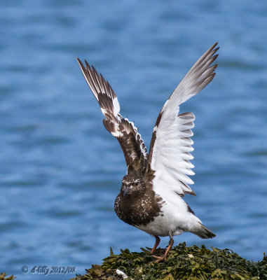 Black Turnstone