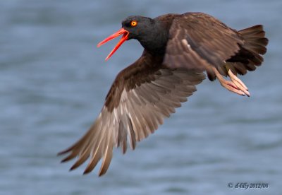 Black Oystercatcher in flight