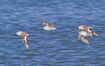 sanderlings in flight