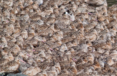 HowMany-Godwits,Willits.jpg