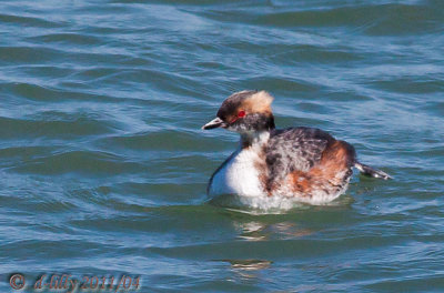 Eared Grebe