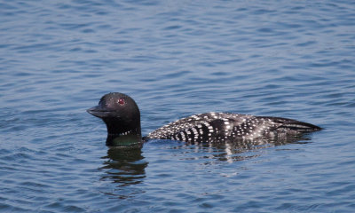 common loon