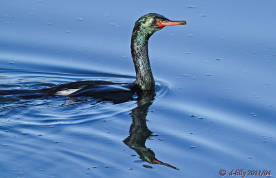 Pelagic Cormorant