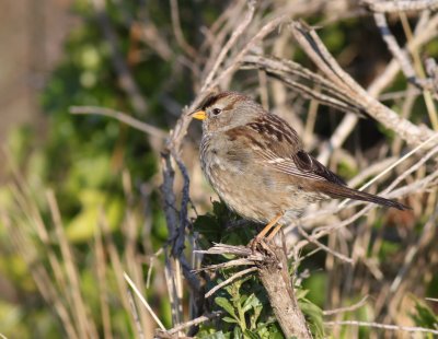 white-crowned sparrow