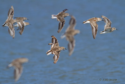 peeps in flight