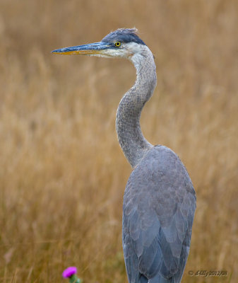 great blue heron