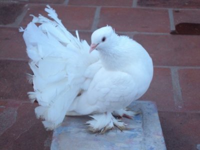 fancy indian fantail pigeon paul nishanth