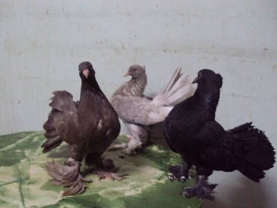 chicks