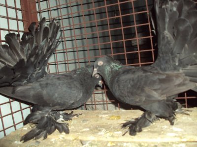 BlackFT