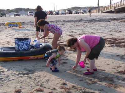 looking for shells