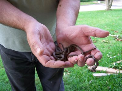 7 snakes