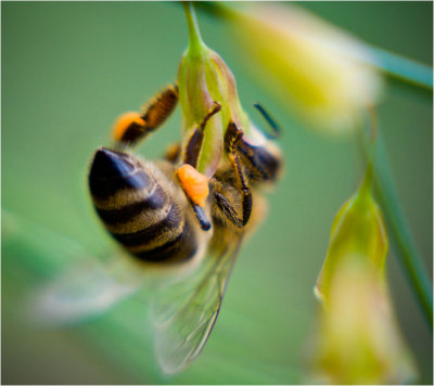 A honeybee collecting pollen on asparagus