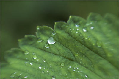 g4/18/13018/3/61492138.druppelsKL.jpg