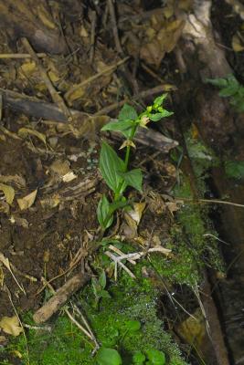 Another plant IMG07572