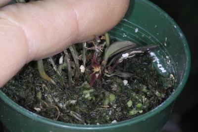 Dryadella peruviana plant IMG08101