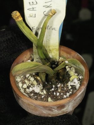 Laelia crispilabia may or may not survive fungal problem - continuing systemic fungicide treatments IMG10627