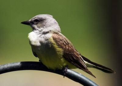 Western Kingbird