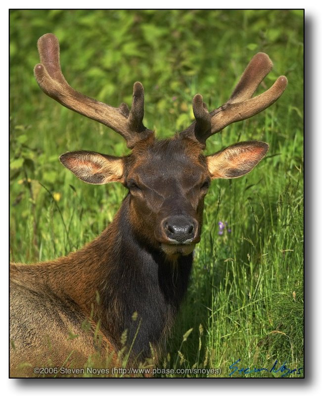 California : Close up of Elk