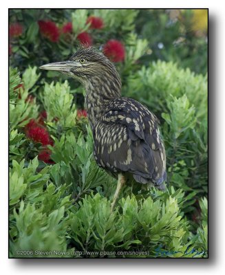 Night Heron : On the Shore Front