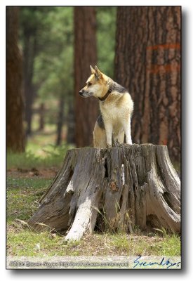 Forest Lakes : Trixie Dog and Stump