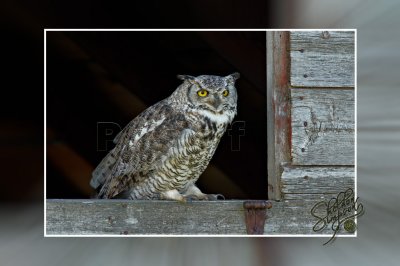 Great Horned Owl_129241.jpg