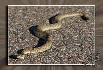 Prairie Rattlesnake 130591.jpg
