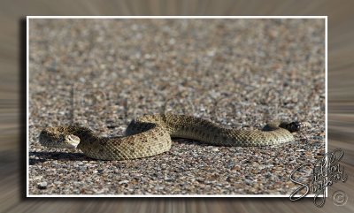 Prairie Rattlesnake 130592.jpg